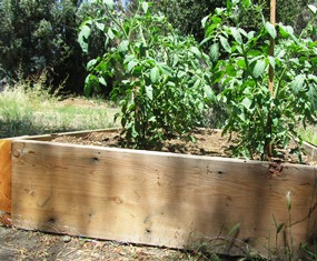 Tomatoes grow well in raised beds, such as this wire-bottom box