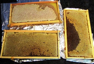 Frames of honey, fresh from the hives
