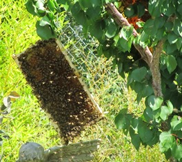 A single frame of wax and residual honey is hung in a tree so as not to attract ants