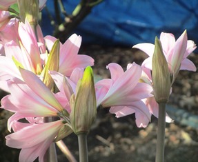 Long stems characterize these lovely pink lilies