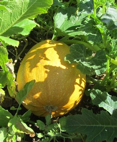 Butternut squash is and old garden favorite and stores well