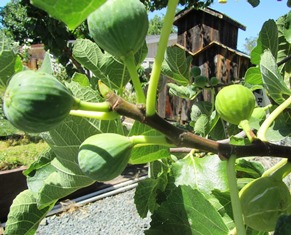 The White Genoa fig tree is about two years old but already produces a bountiful crop