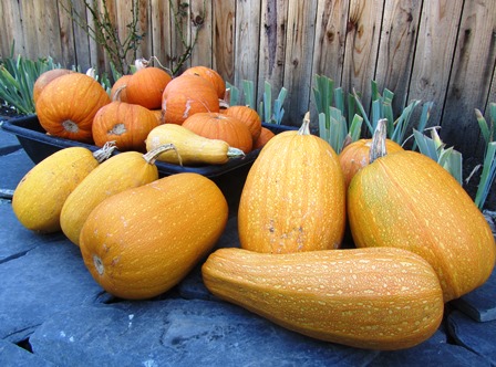 My small harvest is in--anyone for pumpkin pie?