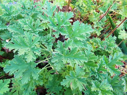 Rose-scented geranium when left alone gets leggy, so frequent pruning keeps it busy