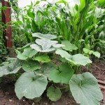 A squash plant will grow well in small gardens up a teepee of three poles or on a fence