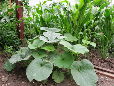 A squash plant will grow well in small gardens up a teepee of three poles or on a fence