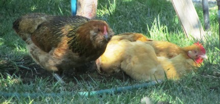Furry Face, the Ameracuana, and Buff-O, the Buff Orpington, when they were getting along