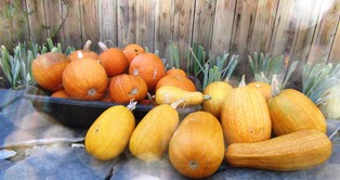Harvested pumpkins and heirloom butternut squash symbolize the arrival of autumn