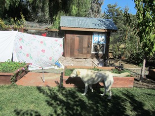 My chicken run draped in sheets so the dog couldn't see the hens