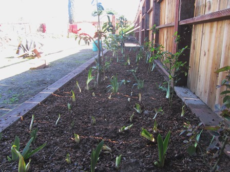 We've interplanted citrus and bearded irises in this raised bed spanning the length of the front fence