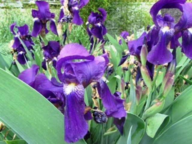 Irises are showy in any garden, alone or among other plants