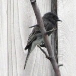 Crew Cut, our resident black phoebe