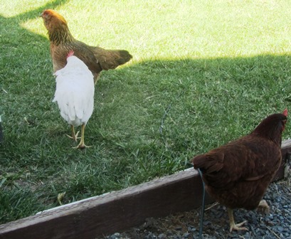 The ameraucana and a white Leghorn with a Rhode Island Red chicken at the bottom of the frame