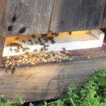 The drone (male bees) are vital for mating with the queen; after that, they are unnecessary and are elminated 
