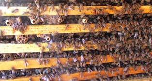 Hive frames with lots of bees