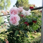 Plant bare root fragrant roses and engage in mindfulness practice. Both will have you stopping to smell the roses