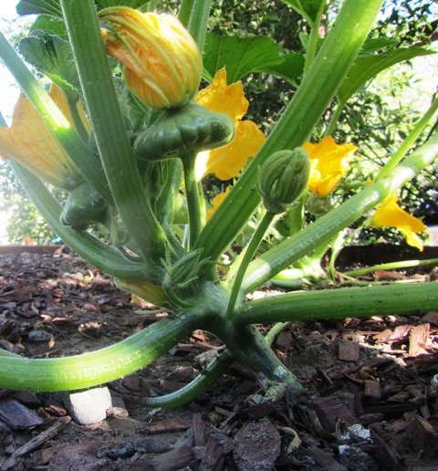 Newly formed Peter Pan squash and the male and female yellow blooms, which are also edible