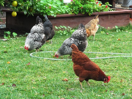 Chickens are part of the farmette landscape