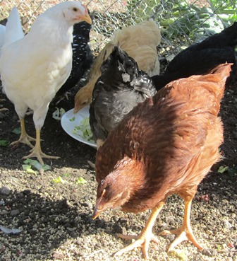 Rhode Island Red hen in the foreground