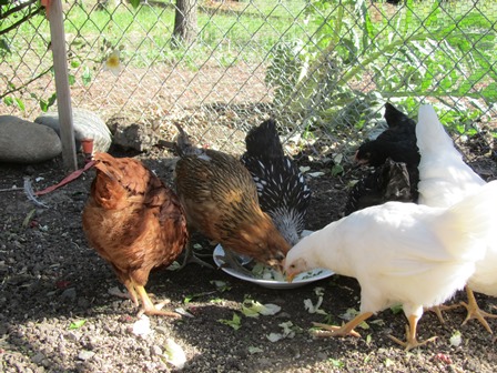 These six-month-old hens love treats like greens from the garden