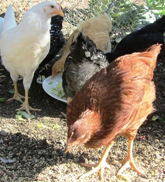 Rhode Island Red hen seems to be at the top of the pecking order