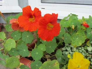 Hummers are attracted by the intense hue of certain flowers such as nasturtiums 