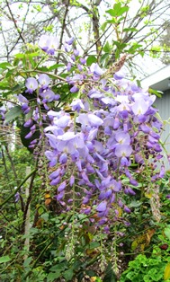 wisteria for St Patricks day sm email