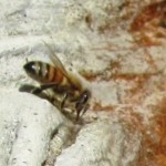 A honeybee alights on a fountain for water