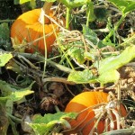 Pumpkins ripen in the autumn