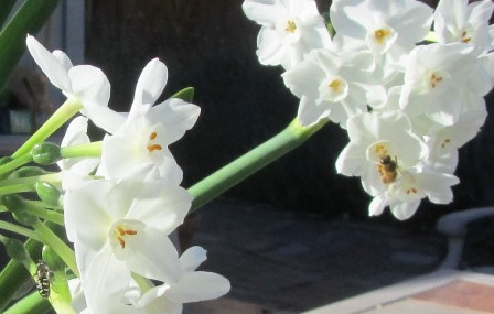 The bees are drawn to the sweet scent of narcissus that have naturalized in the yard
