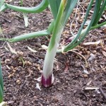 Plant red, yellow, or white onions in the fall for spring harvesting