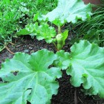 This young rhubarb Rhubarb flourishes in rich soil with some protection from intense, direct sun