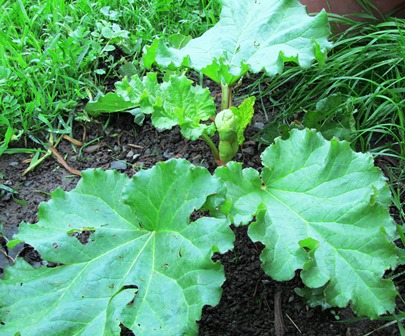 This young rhubarb flourishes in rich soil and some protection from intense, direct sun
