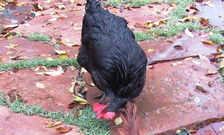 Who minds wet feathers when there are worms to be found after a rainstorm?