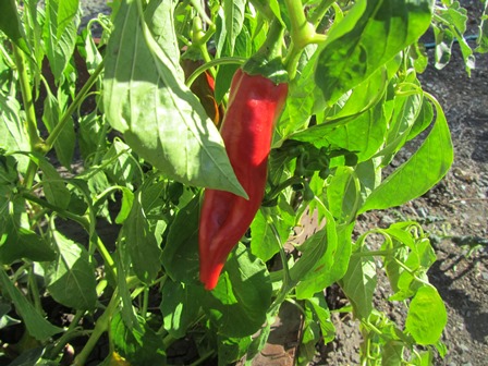 The heirloom Anahheim pepper has a big flavor with plenty of sizzle