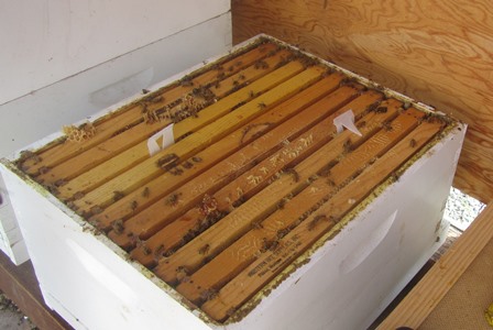 Medicated strips to help fight mites are hung three or four frames inward from the edge of the hive box 