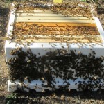 Honeybees surround a hive box 