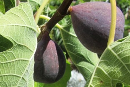 The dark purplish color is characteristic of the brown turkey fig