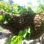 April 13, 2016 bee swarm on Henny Penny Farmette