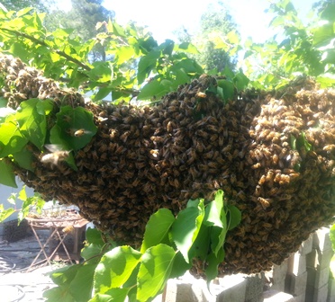 April 13, 2016 bee swarm on Henny Penny Farmette