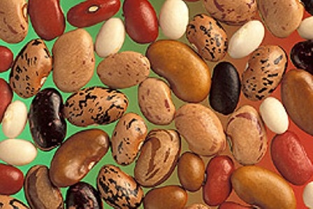 Phaseolus vulgaris--common beans
