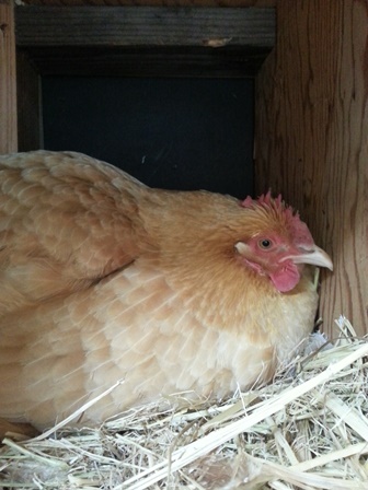 My Buff Orpington hen likes a cozy nesting box stuffed with straw