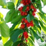 Ripe cherries on the Bing Tree