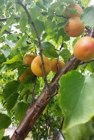 Ripe apricots can hang on the tree only so long before they drop