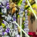 Mindfulness practice on a nature walk will have you noticing small things like a bee on lavender