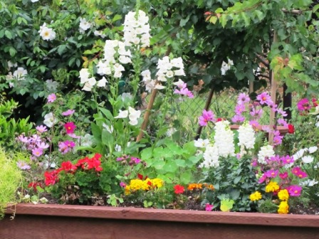 It's easy to grow a variety of annuals or perennials in a raised box 