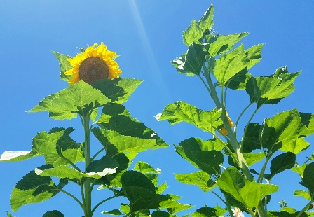This mammoth sunflower towers towers at least four feet higher than the corn