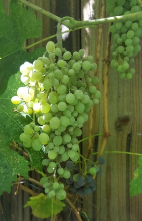 Our grapes are Thompson Seedless and Merlot