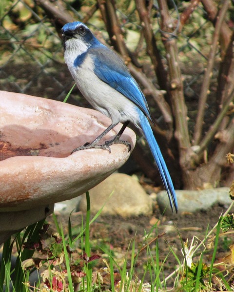 Blue jays are omnivores and eat nuts, seeds, berries, and insects, including bees
