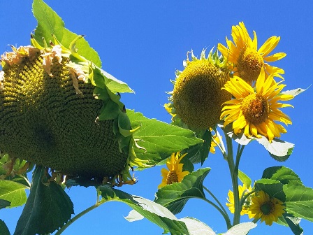 These sunflowers stand about 12 feet tall and produce several heads